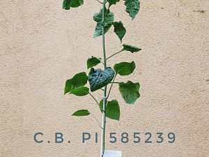 C.b. PI 585239