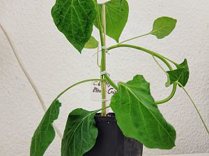 C.b. Aji Blanco Crystal