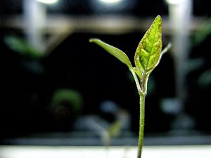 C.a. Filius Blue 2018_0327_20014000-01