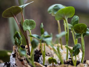 2018_03_29_wunderblume1