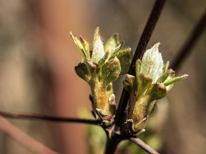2018_03_30_clematis