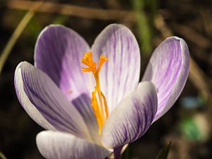 2018_03_30_krokus2