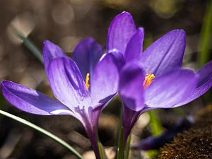 2018_03_30_krokus3