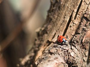 2018_03_30_marienkäfer
