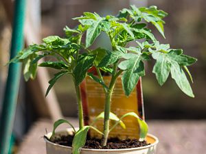 2018_03_30_tomate_ananas