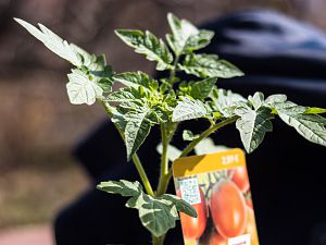 2018_03_30_tomate_black Plum