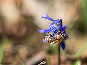 2018_03_30_wildbiene