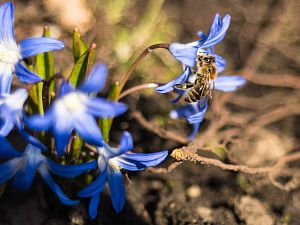 2018_03_30_wildbiene2