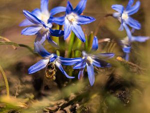 2018_03_30_wildbiene3