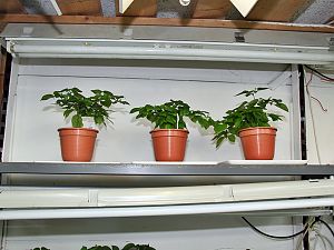 IMG_0598-D