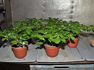 IMG_0602-D