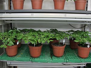 IMG_0605-D