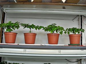 IMG_0606-D