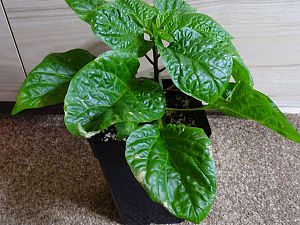 7pot_Congo_Chocolate2_20180330