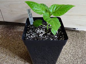 Carolina_Reaper_Chocolate_20180330