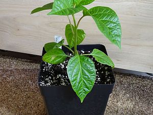 Golden_Limon_1_F5_20180330