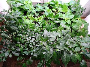 Jungpflanzen_20180330