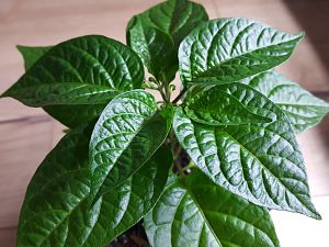 Golden Limon F4 Nr.5 01.04.18
