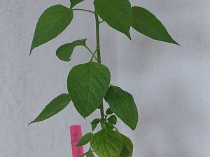 Cumari Pollux