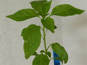 Jalapeno Jaloro