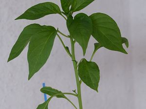 Pimientos de Padron