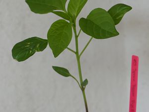 Hangjiao #9 Space Pepper Big Bang