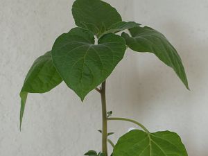 Physalis peruviana