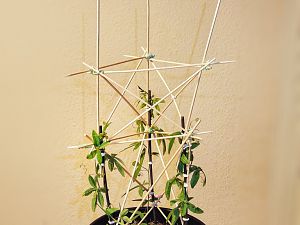 Passiflora