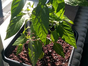 IMG_20180406_164116_HDR