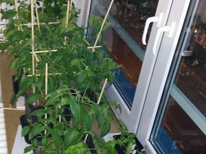 IMG_20180406_203427