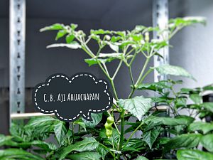 C.b. Aji Ahuachapan