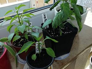 IMG_20180408_134026