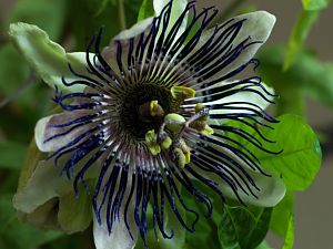2018_04_10_kaiserin_eugenie4