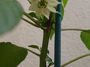 IMG-20180415-WA0001