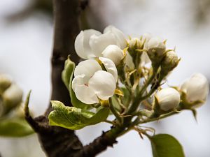 2018_04_15_birnenblüte