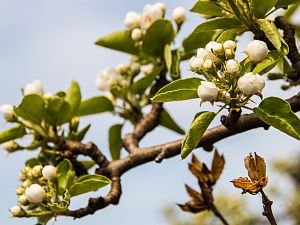 2018_04_15_birnenblüte2