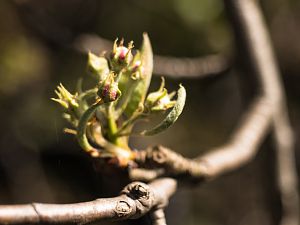 2018_04_15_clapps Liebling