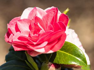 2018_04_15_kamelie3