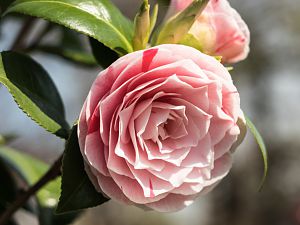 2018_04_15_kamelie4