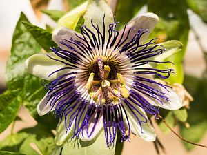 2018_04_15_passiflora