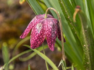 2018_04_15_schachbrettblume