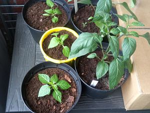 16.04.2018 // meine Chilis