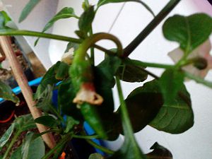 IMG_20180416_171108