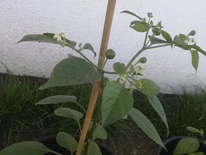 Charapita