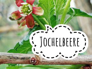 Jochelbeere