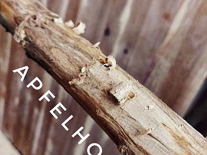 Apfelholz aus dem Garten