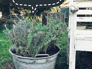 Lavendel ist der 60l Zinkwanne