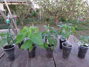 2018_04_20_Chilis