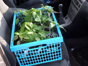 2018_04_20_Chilitransport2