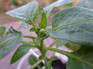 2018_04_20_Gelbe Kirschen